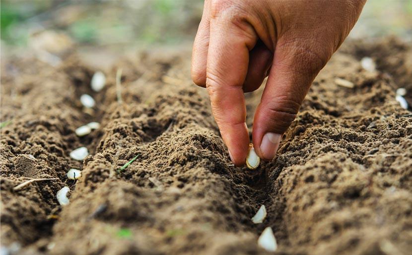 Seed Selection