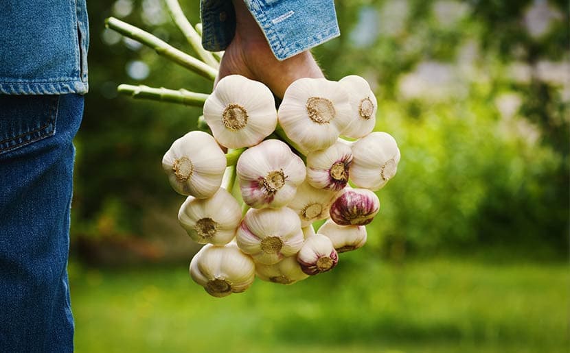 Garlic: How to Plant, Grow, Cure, and Store